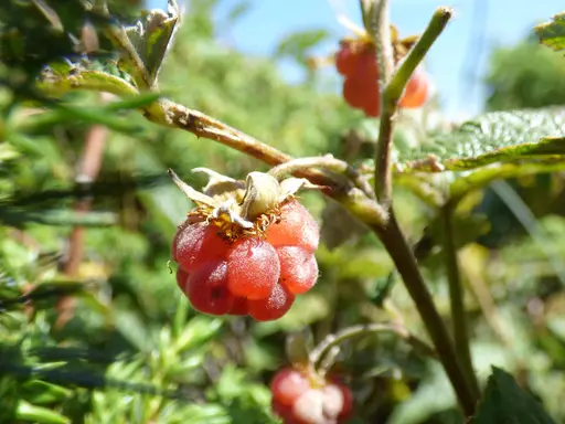 upscale_PROpixelAI_UPscale_photo_001_1920 before